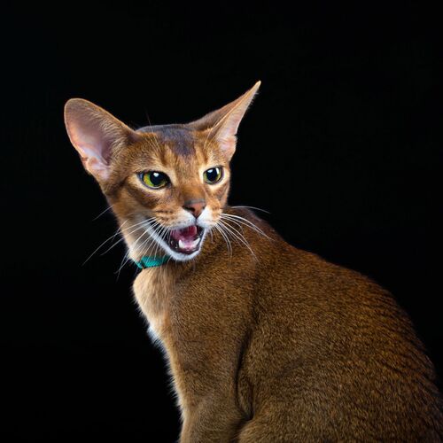 Product photo Energy' Cat Collar With Reflex 6