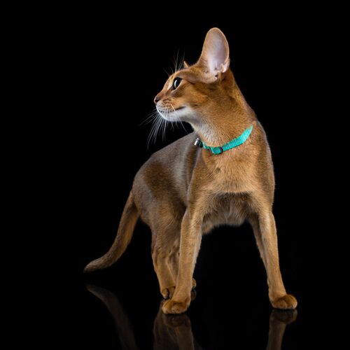 Product photo Energy' Cat Collar With Reflex 7