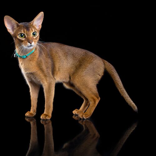 Product photo Energy' Cat Collar With Reflex 8