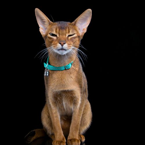 Product photo Energy' Cat Collar With Reflex 10