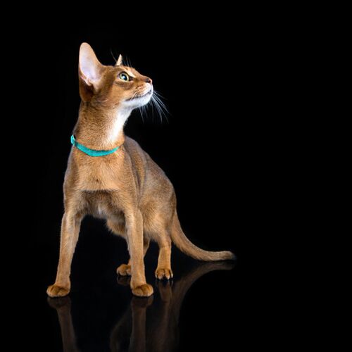 Product photo Energy' Cat Collar With Reflex 13