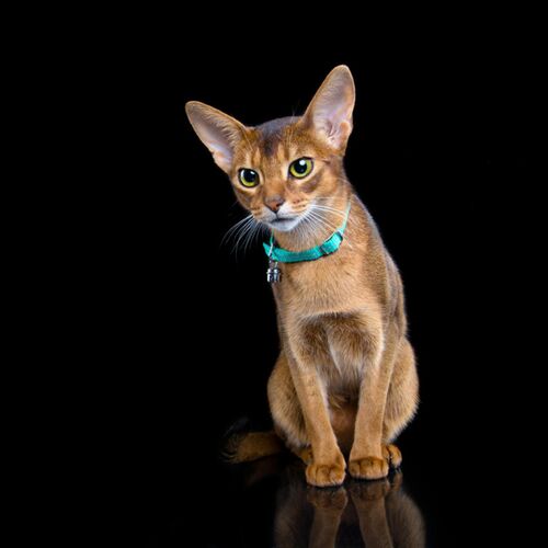 Product photo Energy' Cat Collar With Reflex 14