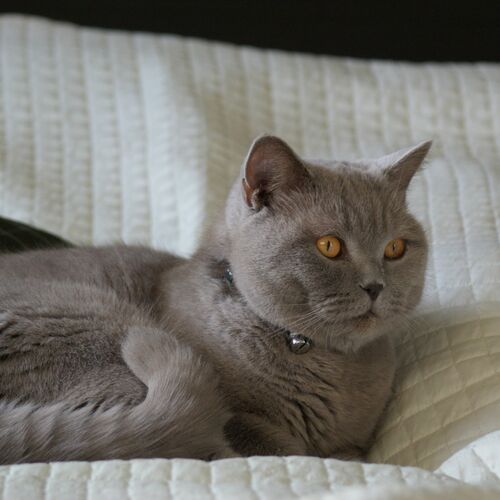 Product photo Cat Collar With Reflex, Safe Buckle 5