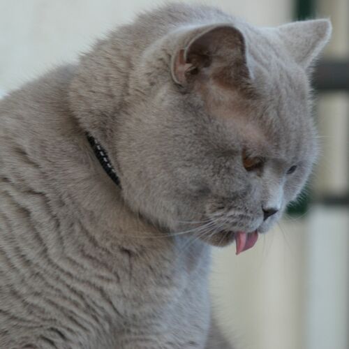 Product photo Cat Collar With Reflex, Safe Buckle 7
