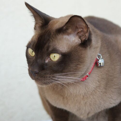 Product photo Cat Collar With Reflex, Safe Buckle 4