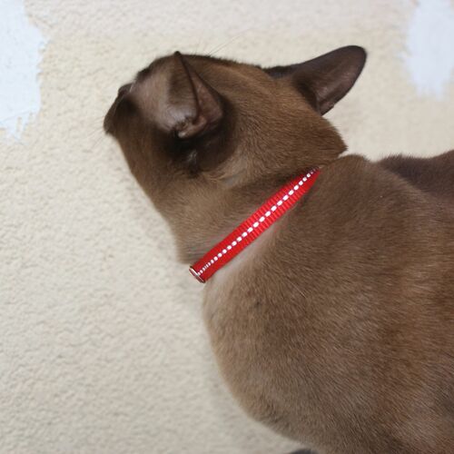 Product photo Cat Collar With Reflex, Safe Buckle 5