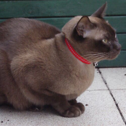 Product photo Cat Collar With Reflex, Safe Buckle 6