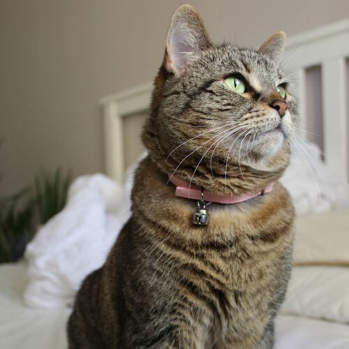 Product photo Basic' Cat Collar 4
