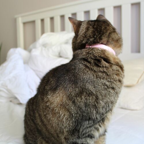 Product photo Basic' Cat Collar 5