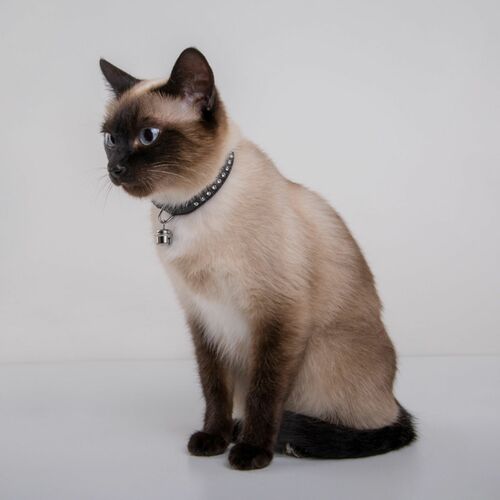 Product photo GLAMOUR cat collar 6