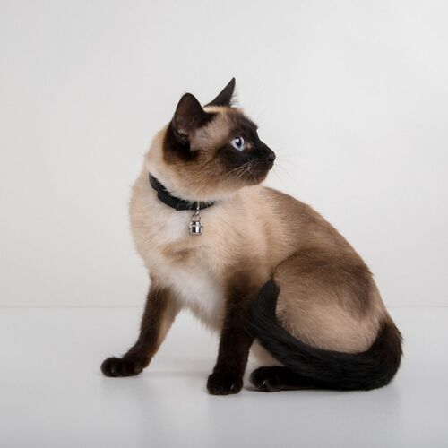 Product photo GLAMOUR cat collar 2