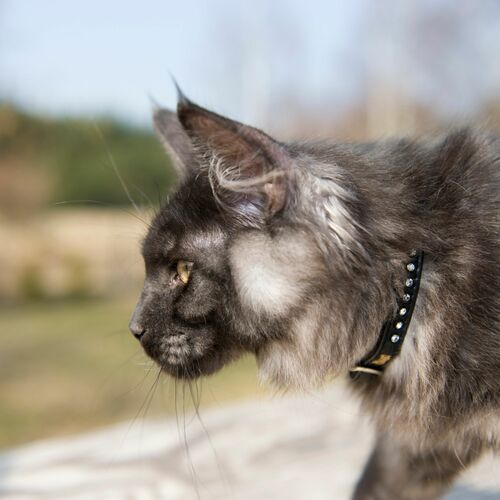 Product photo GLAMOUR cat collar 14