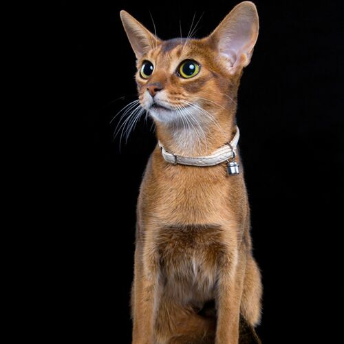 Product photo Elegance Cat Collar 5