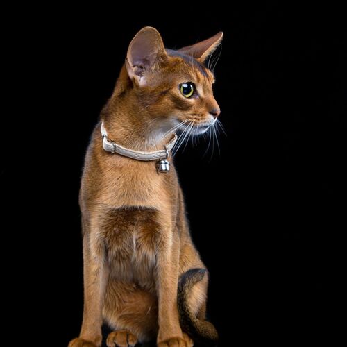 Product photo Elegance Cat Collar 6