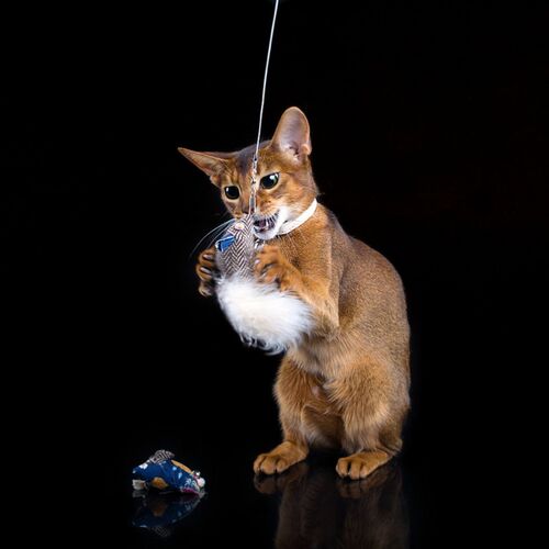 Product photo Elegance Cat Collar 9