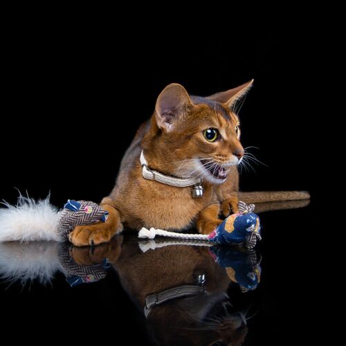 Product photo Elegance Cat Collar 11