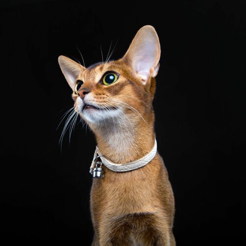 Product photo Elegance Cat Collar 12