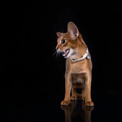 Product photo Elegance Cat Collar 14