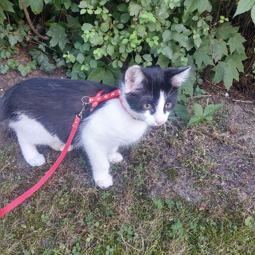 Product photo Set For Small Cats "Kicio" : Harness + Leash 2