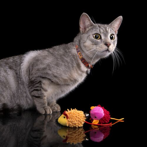 Product photo America Cat Collar 8