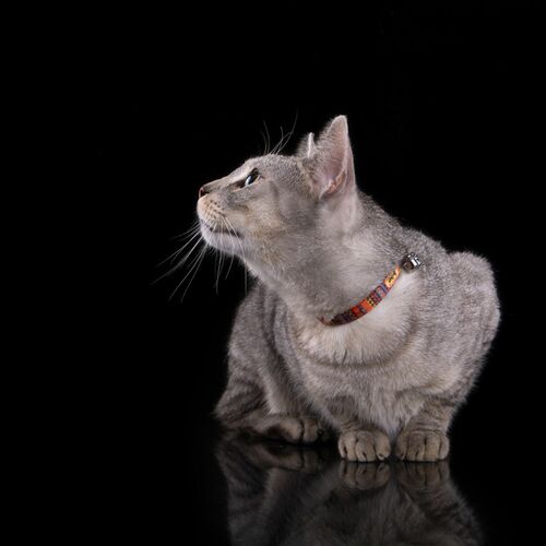 Zdjęcie produktu Obroża AMERICA dla kota - bezpieczna spinka 7