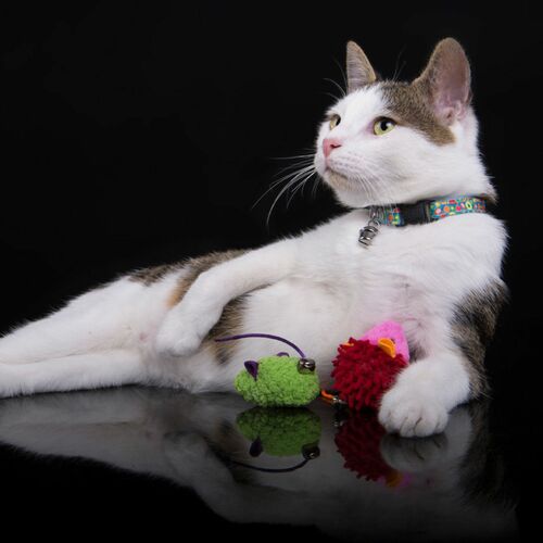 Product photo America Cat Collar 11