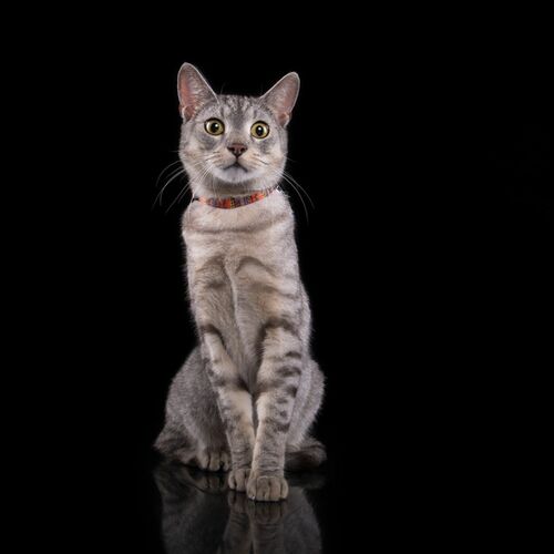 Product photo America Cat Collar 5