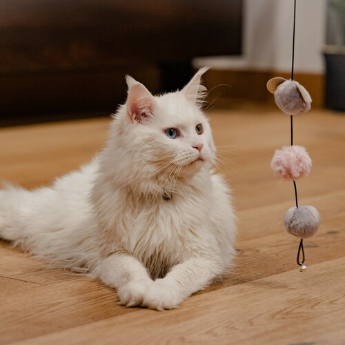 Product photo Glamour Cat Teaser + Pom Poms 2