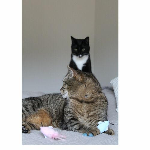 Product photo Twin Cat Toy 2 Mice 4