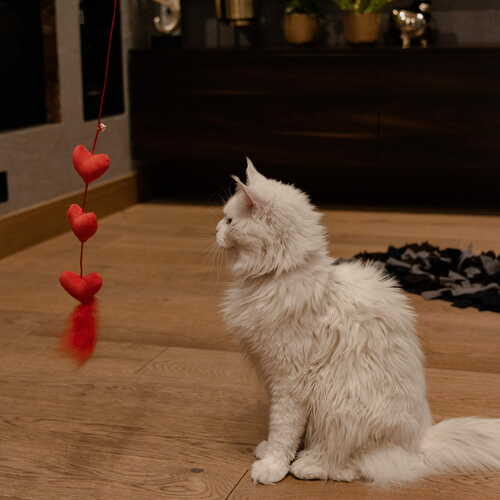 Product photo Love Cat Teaser Hearts + Feathers 4