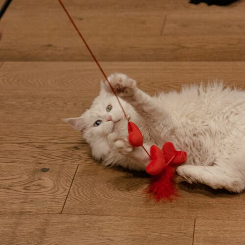 Product photo Love Cat Teaser Hearts + Feathers 6