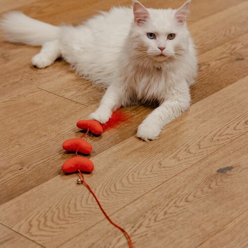 Product photo Love Cat Teaser Hearts + Feathers 7