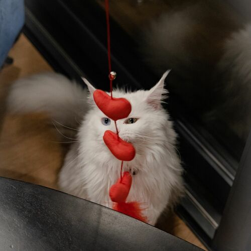 Product photo Love Cat Teaser Hearts + Feathers 8