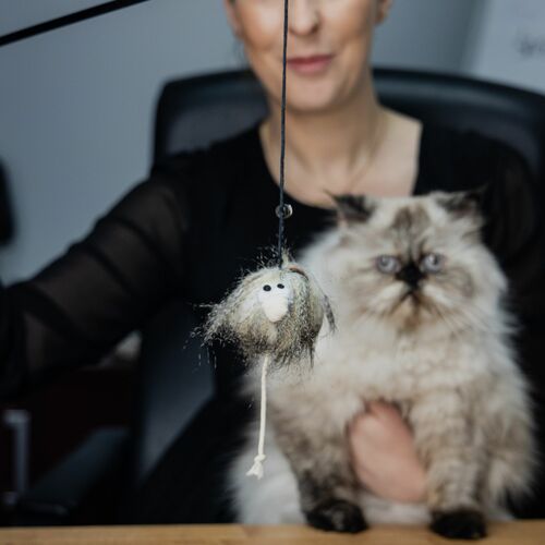 Product photo Monsters - Mike Cat Toy 3