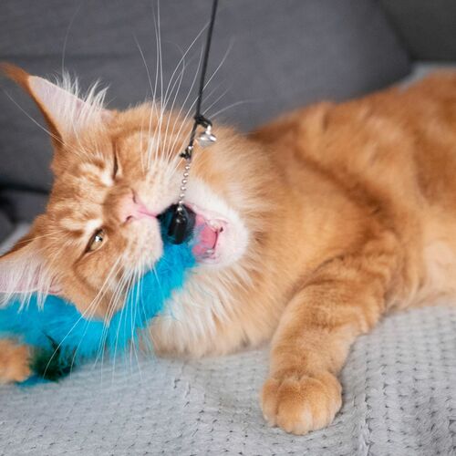 Product photo Charming Cat Teaser+3 Replaceable Toys 3