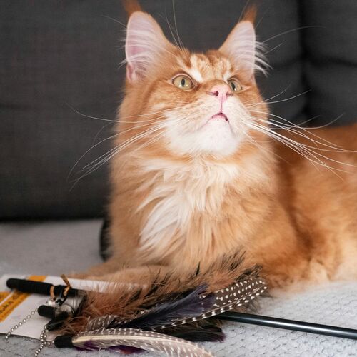 Product photo Charming Cat Teaser+3 Replaceable Toys 2