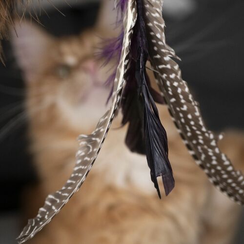 Product photo Charming Cat Teaser+3 Replaceable Toys 7