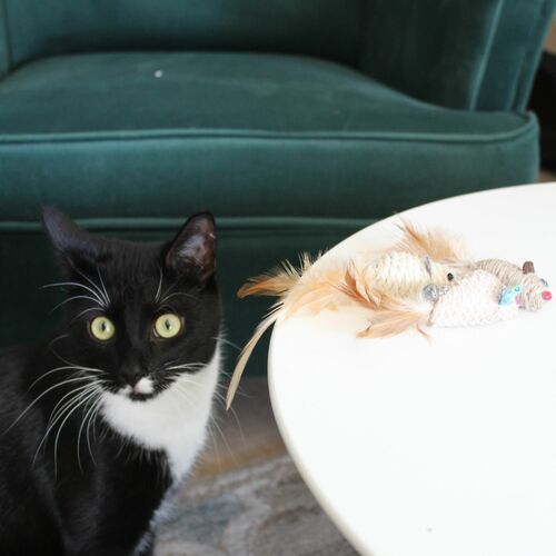 Product photo Cat Toy Eco Flax 2 Mice 4