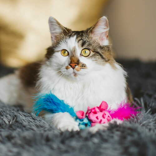 Product photo Cat Toy 2 Mice 3