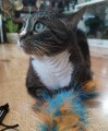 Product photo Cat Teaser Tail + Feathers 5