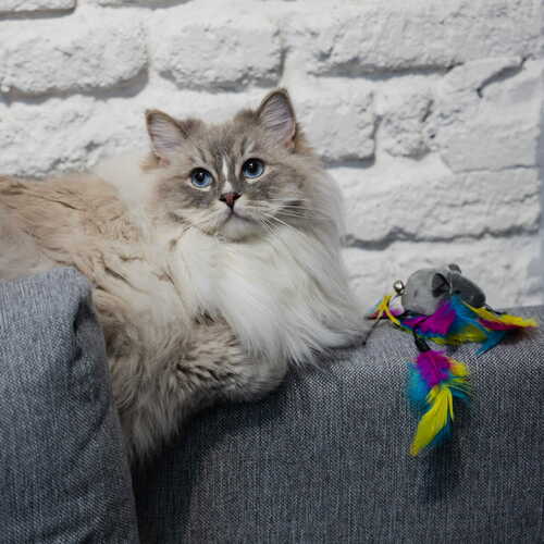 Product photo Octomouse Cat Toy 2