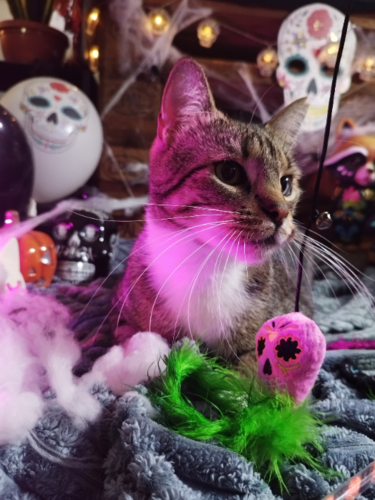 Product photo Ghosty Cat Teaser 4