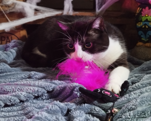 Product photo Bandit Cat Teaser 3