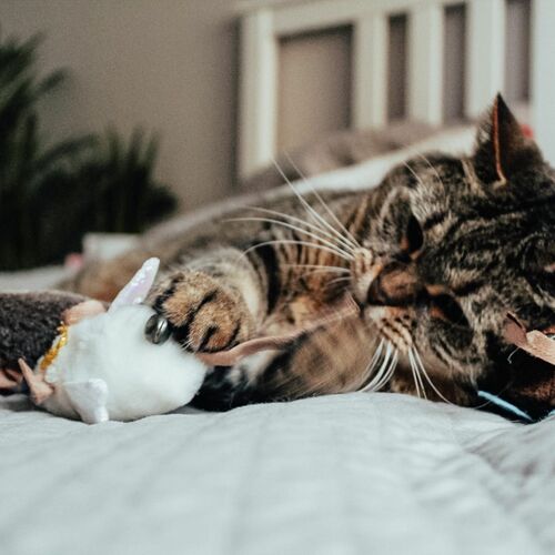 Product photo Angelo Mouse Cat Toy 5