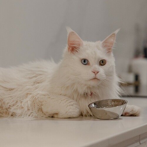Product photo Bahia Metal Cat Bowl Oval 180 Ml 4
