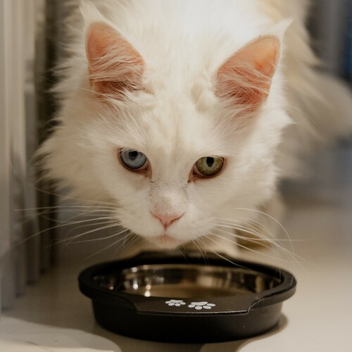 Product photo Sisi Metal Cat Bowl Handle Antislip 230 Ml 2