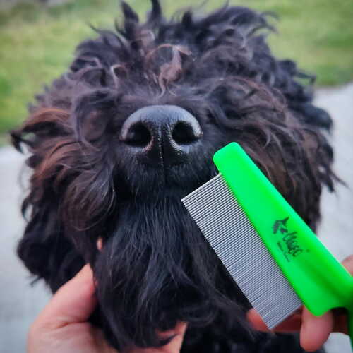 Product photo Plastic Handle Comb For Insects Removal 3