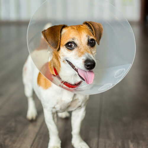 Product photo Protective Plastic Collar 2