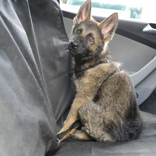Product photo Safety Belt For A Dog 6