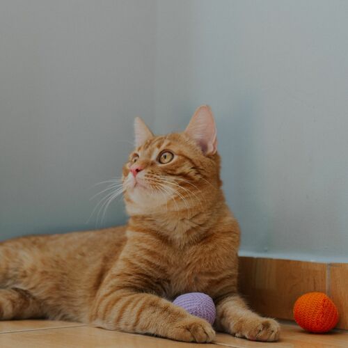 Product photo Cat Toy Ball "Yarn" ; 4 Cm, 2 Pcs 4